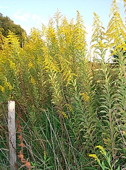 Kanadai aranyvessző (Solidago canadensis subsp. altissima)