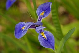 Southern Blue Flag Iris (iris virginica) - Flickr - Andrea Westmoreland