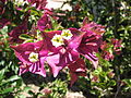 eine Bougainvillea in Südafrika (November 2008)