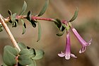 Symphoricarpos longiflorus