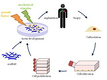 A visual representation of tissue engineering principles, demonstrating the creation of functional tissues using a combination of engineering and biological concepts