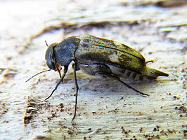 Tomoxia bucephala