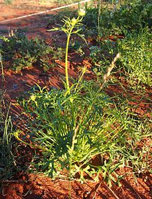 Trachymene habit.jpg