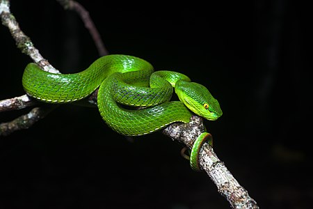 Trimeresurus albolabris, by Rushenb