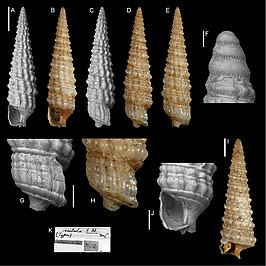 Hedleytriphora scitula