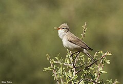 שיחנית גדולה בשירה, ישראל