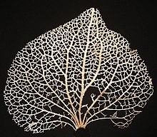 The branching pattern of megaphyll veins may indicate their origin as webbed, dichotomising branches. Vein sceleton hydrangea ies.jpg