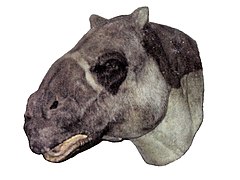 Ancylotherium