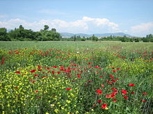 220px-Wildflowers_of_Bardovci12.jpg