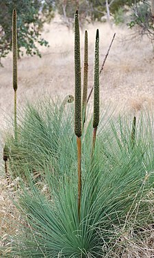 Το είδος Xanthorrhoea semiplana