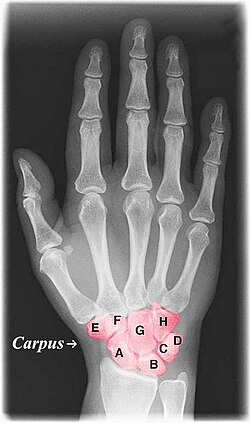 Xray hand with color.jpg