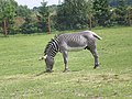 Zebra (Equus)