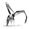 浙江翼龍生存於白堊紀的中國，屬於神龍翼龍科