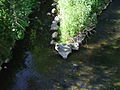 Zusammenfluss Waldbaches u. Sauerbornsbach zum Schwalbach