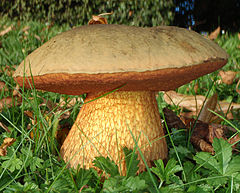 2010-09-13 Boletus luridus Schaeff 104527 crop.jpg