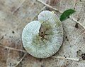 Larve, vermutlich von Apethymus filiformis