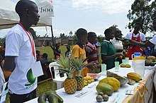 A pupil explaining the importance of indigineous fruits on a fruit and juice party in Buikwe District.