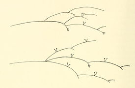 Оригинальная иллюстрация Оскара Хагема к описанию вида (1907)