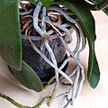 Vzdušné kořeny hybridu orchideje Phalaenopsis