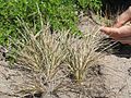 Miniatura para Agrostis blasdalei