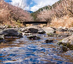 梅林進入路沿い・堂谷川