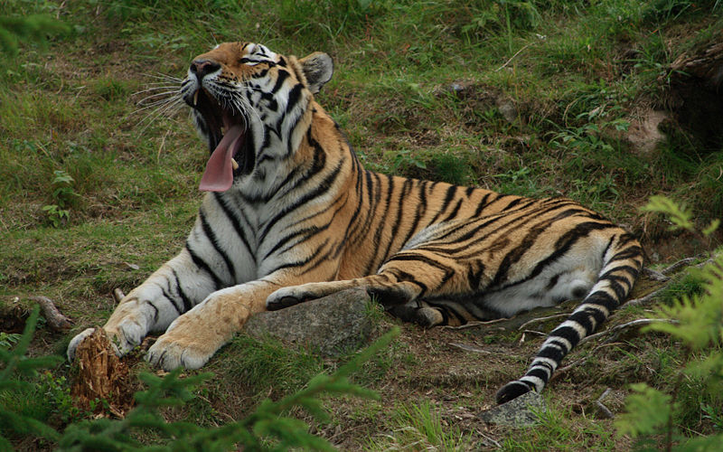 File:Amur tiger yawning widescreen.jpg