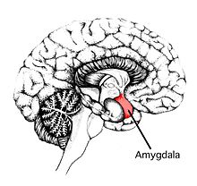 Anatomical location of the amygdala Amygdala.jpg