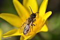 Fleur visitée par une abeille solitaire, l’Andrena bicolor.