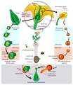 Image 1Angiosperm life cycle (from Evolutionary history of plants)