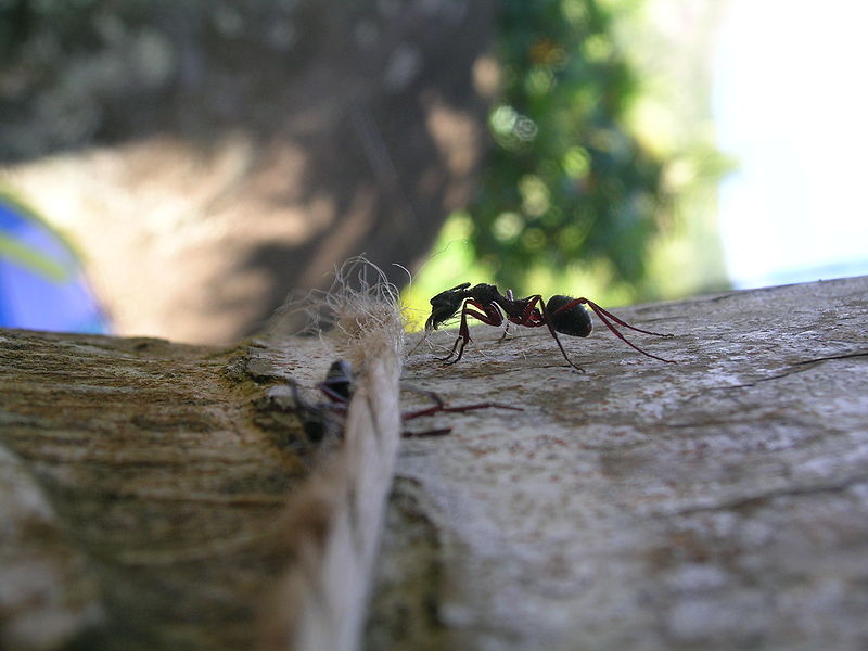 File:Ant at work 01.jpg