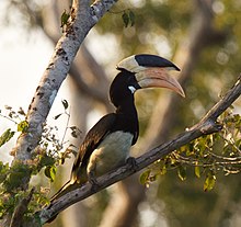 Anthracoceros coronatus - Национальный парк Вильпатту, Шри-Ланка-8 (1) -3c.jpg