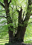 Sommerlinde (Tilia platyphyllos)