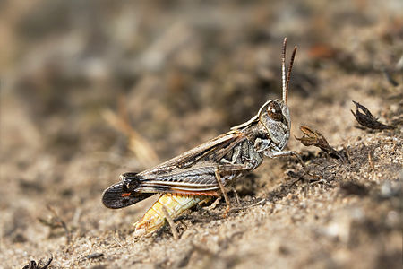 Austroicetes vulgaris at Bandwing, by JJ Harrison