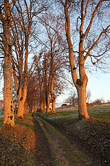 Allee von Balliswil-Grandfey-Brücke