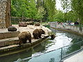 Bärenanlage im Augsburger Zoo