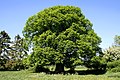 Tilia platyphyllos in Bioul (Belgien).