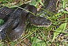 Черная крыса-змея - Elaphe obsoleta obsoleta, Территория управления дикой природой на ферме Мерримак, Вирджиния.jpg