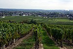 Vignette pour Bourgueil (AOC)