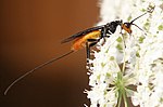 Miniatura para Poliembrionía en insectos