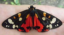 E. B. Ford studied polymorphism in the scarlet tiger moth for many years. Callimorpha.dominula.jpg