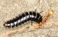 Calosoma sycophanta larvası Lymantria dispar larvasını yerken