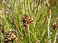 Miniatura para Carex maritima