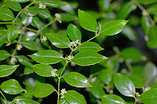 Cassinopsis ilicifolia, blomme, Jan Celliers Park.jpg