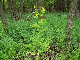 Chelidonium majus