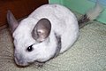 Chinchilla mit Colorpointzeichnung