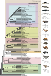 Cladogram showing the position of Cetacea within Artiodactylamorpha Cladogram of Cetacea within Artiodactyla.png