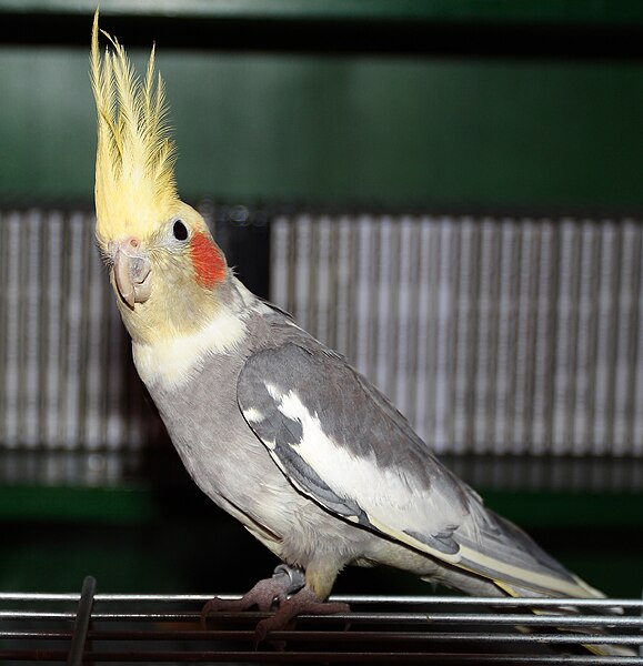 579px-Cockatiel-Rico-001.jpg