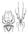 female + male (Emerton 1902)