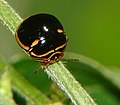 Coptosoma xanthogramma