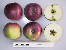 Поперечный разрез Вейчика, Национальная коллекция фруктов (согласно 1984-137) .jpg